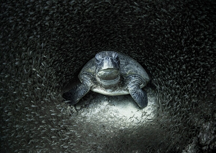 Блог - 20 фотографий из океанских глубин: финалисты конкурса Ocean Photography Awards 2021 20 фотографий из океанских глубин: финалисты конкурса Ocean Photography Awards 2021