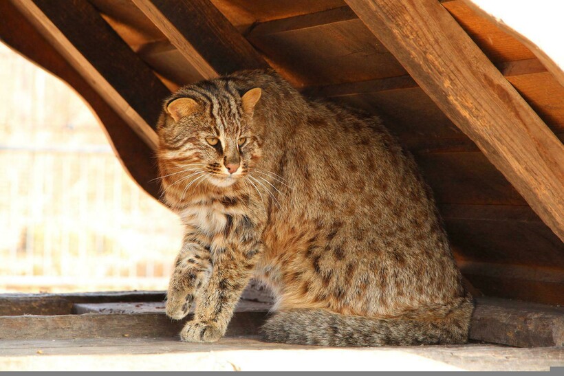Фото: zoosnow/pixabay.com Фото: zoosnow/pixabay.com
