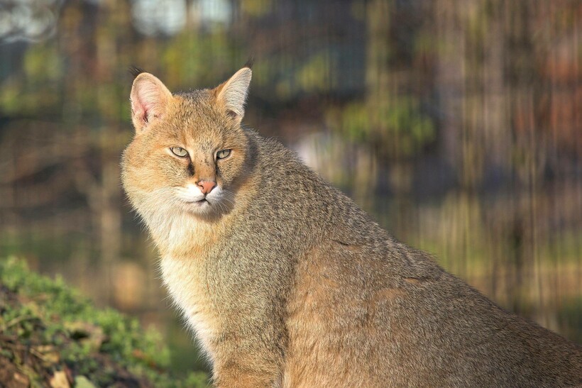 Фото: cat4you.ru Фото: cat4you.ru