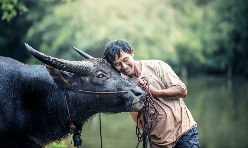 Буйвол — неотъемлемая часть жизни балийцев. Фото: Sasin Tipchai/pixabay.com Буйвол — неотъемлемая часть жизни балийцев. Фото: Sasin Tipchai/pixabay.com