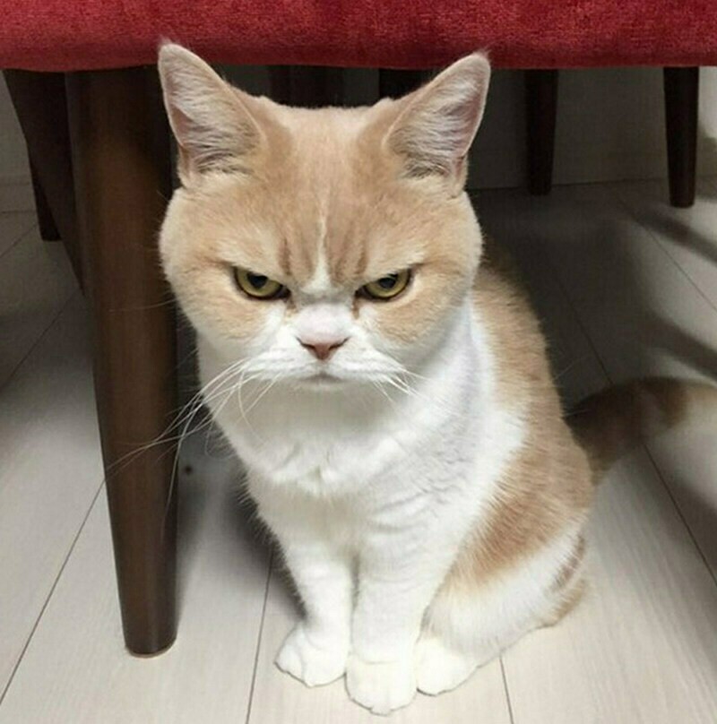 Блог - 15 кошек, которые ежедневно осуждают ваш выбор 15 кошек, которые ежедневно осуждают ваш выбор