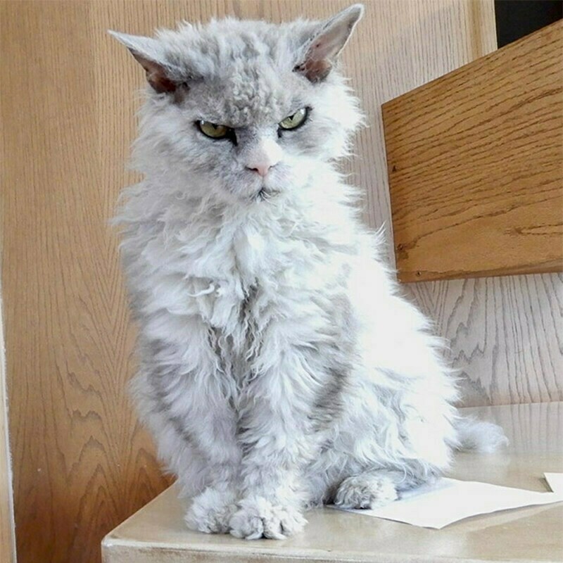 Блог - 15 кошек, которые ежедневно осуждают ваш выбор 15 кошек, которые ежедневно осуждают ваш выбор