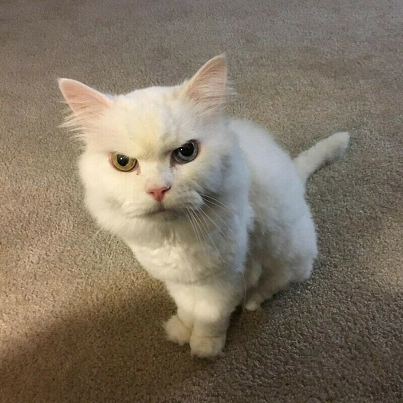 Блог - 15 кошек, которые ежедневно осуждают ваш выбор 15 кошек, которые ежедневно осуждают ваш выбор