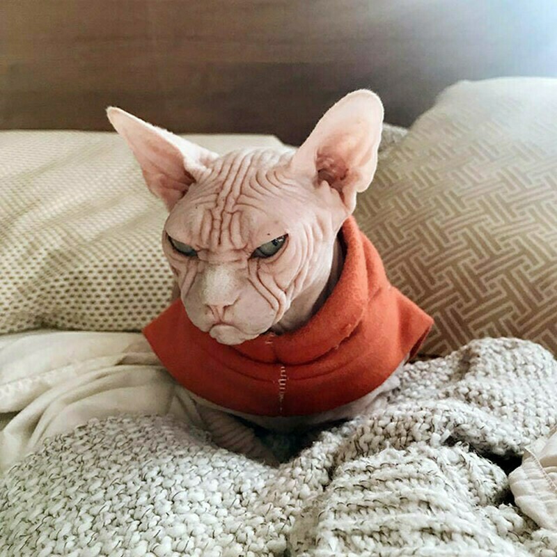 Блог - 15 кошек, которые ежедневно осуждают ваш выбор 15 кошек, которые ежедневно осуждают ваш выбор