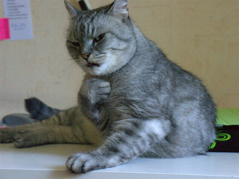 Блог - 15 кошек, которые ежедневно осуждают ваш выбор 15 кошек, которые ежедневно осуждают ваш выбор
