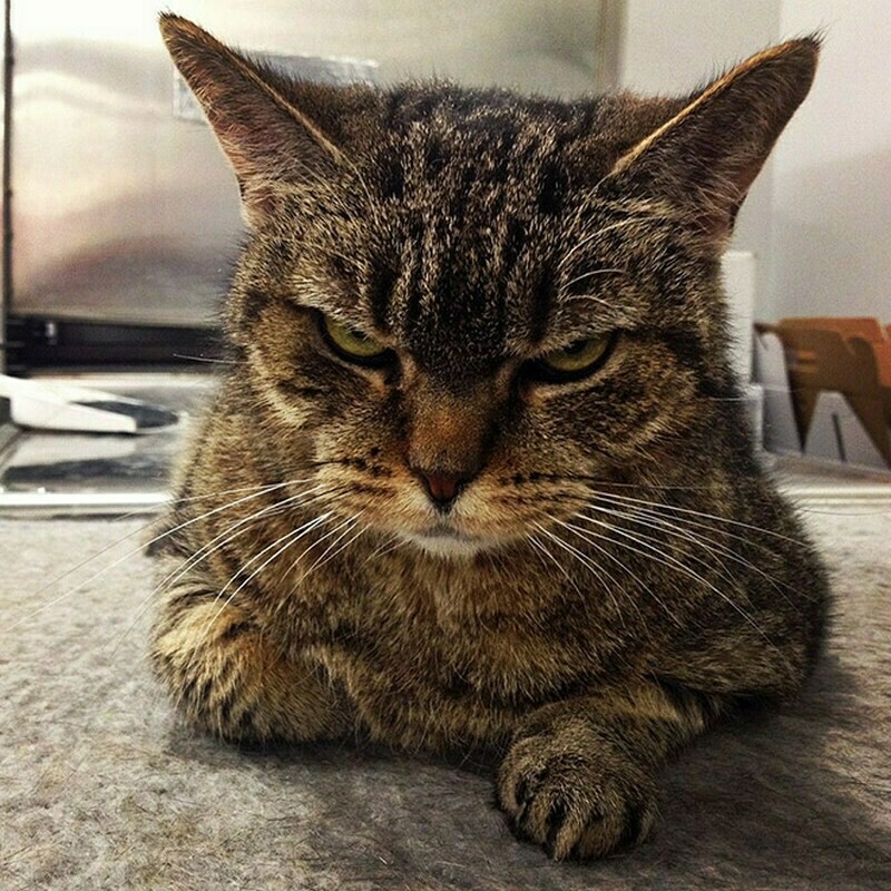 Блог - 15 кошек, которые ежедневно осуждают ваш выбор 15 кошек, которые ежедневно осуждают ваш выбор