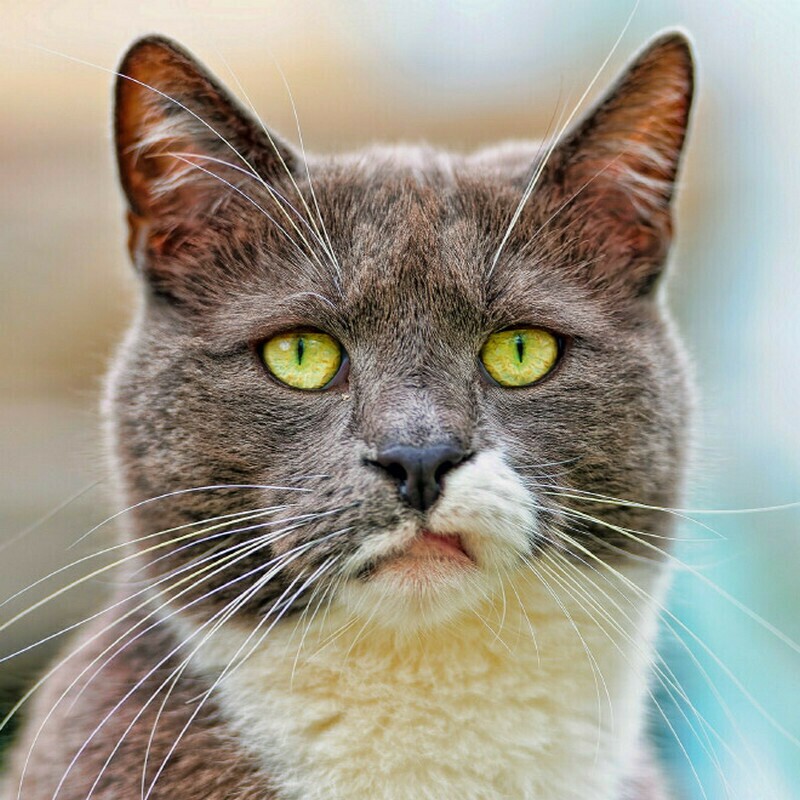 Блог - 15 кошек, которые ежедневно осуждают ваш выбор 15 кошек, которые ежедневно осуждают ваш выбор