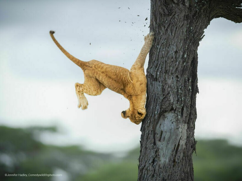 Блог - Финальная гонка будет жаркой: 12 смехотворных ситуаций Comedy Wildlife Photo Awards Финальная гонка будет жаркой: 12 смехотворных ситуаций Comedy Wildlife Photo Awards