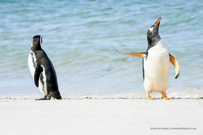Блог - Финальная гонка будет жаркой: 12 смехотворных ситуаций Comedy Wildlife Photo Awards Финальная гонка будет жаркой: 12 смехотворных ситуаций Comedy Wildlife Photo Awards
