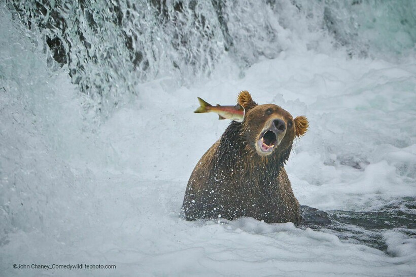 Блог - Финальная гонка будет жаркой: 12 смехотворных ситуаций Comedy Wildlife Photo Awards Финальная гонка будет жаркой: 12 смехотворных ситуаций Comedy Wildlife Photo Awards
