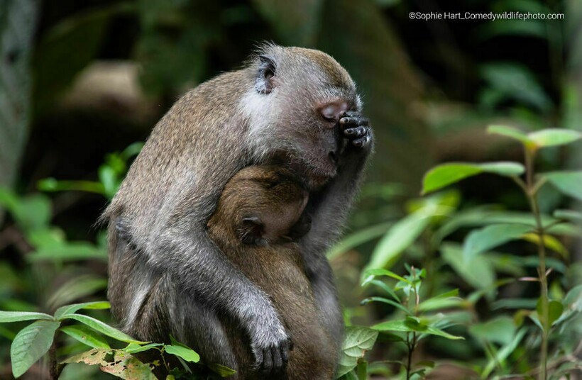 Блог - Финальная гонка будет жаркой: 12 смехотворных ситуаций Comedy Wildlife Photo Awards Финальная гонка будет жаркой: 12 смехотворных ситуаций Comedy Wildlife Photo Awards