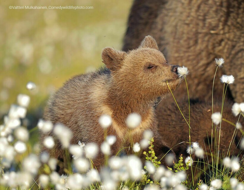 Блог - Финальная гонка будет жаркой: 12 смехотворных ситуаций Comedy Wildlife Photo Awards Финальная гонка будет жаркой: 12 смехотворных ситуаций Comedy Wildlife Photo Awards