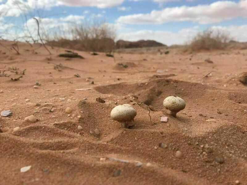 Блог - 15 раз люди натыкались на невероятные грибы, и об этом нельзя было не рассказать 15 раз люди натыкались на невероятные грибы, и об этом нельзя было не рассказать