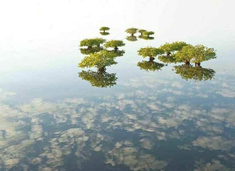 Затопленные мангровые заросли во Флориде. Фото: Melodi Roberts/ Mangrove Photography Awards Затопленные мангровые заросли во Флориде. Фото: Melodi Roberts/ Mangrove Photography Awards