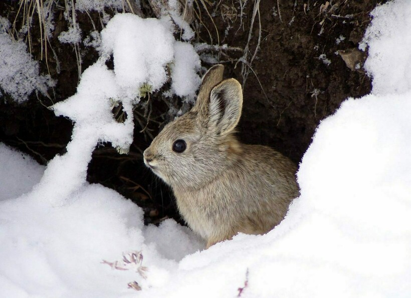 Фото: R. Dixon and H. Ulmschneider/USFWS Фото: R. Dixon and H. Ulmschneider/USFWS