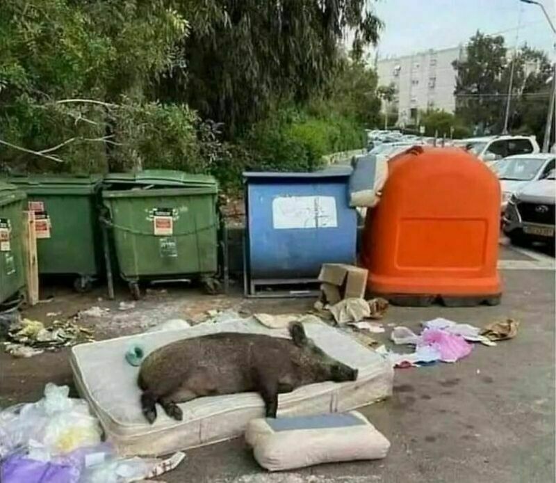 Блог - 14 раз, когда животных повстречали в самых неподходящих местах 14 раз, когда животных повстречали в самых неподходящих местах