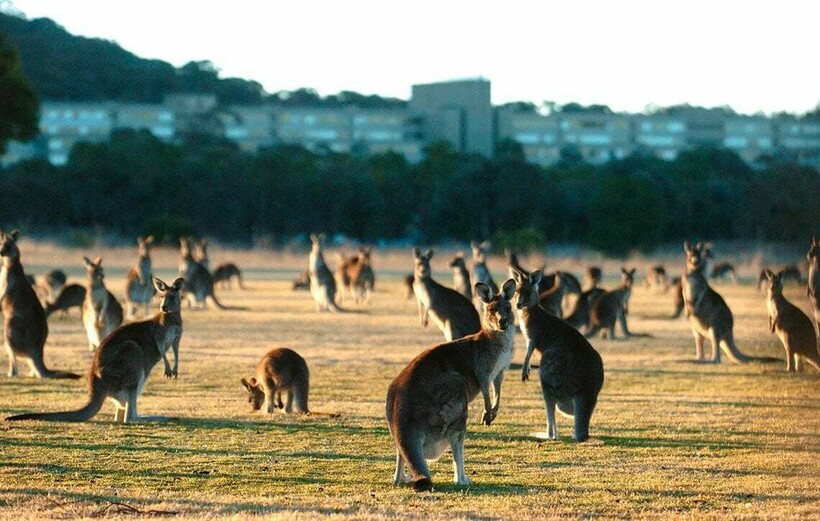 Фото: themonthly.com.au Фото: themonthly.com.au