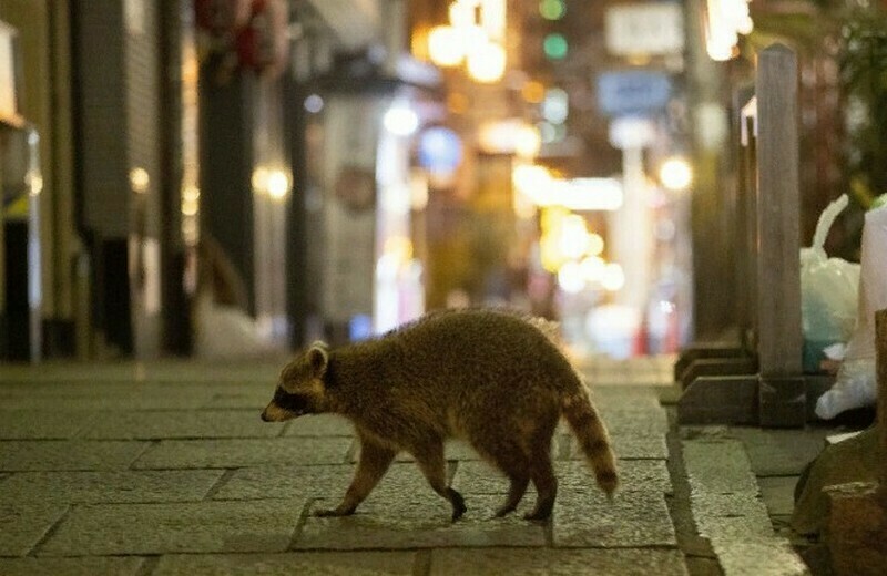 Енот на улице города Осака. Фото: english.kyodonews.net Енот на улице города Осака. Фото: english.kyodonews.net