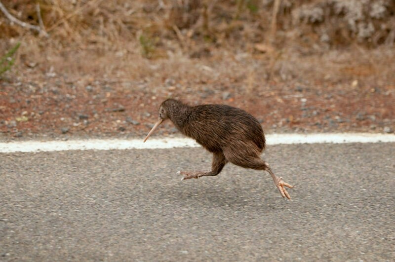 Фото: predatorfreenz.org Фото: predatorfreenz.org