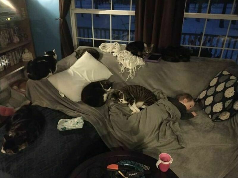 Блог - 15 котов и кошек, которые решили, что няня — их новая работа 15 котов и кошек, которые решили, что няня — их новая работа