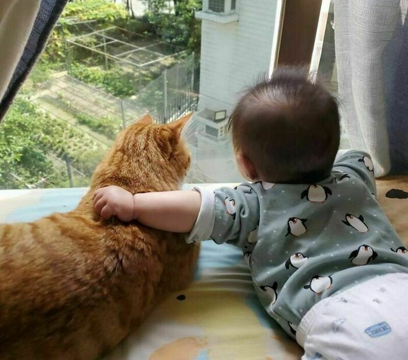 Блог - 15 котов и кошек, которые решили, что няня — их новая работа 15 котов и кошек, которые решили, что няня — их новая работа