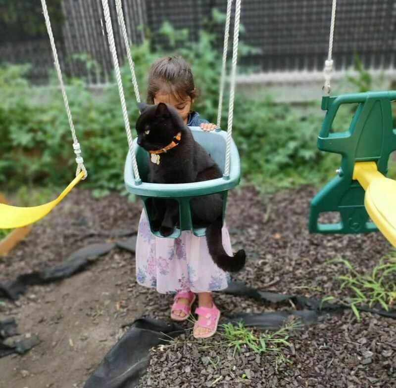 Блог - 15 котов и кошек, которые решили, что няня — их новая работа 15 котов и кошек, которые решили, что няня — их новая работа