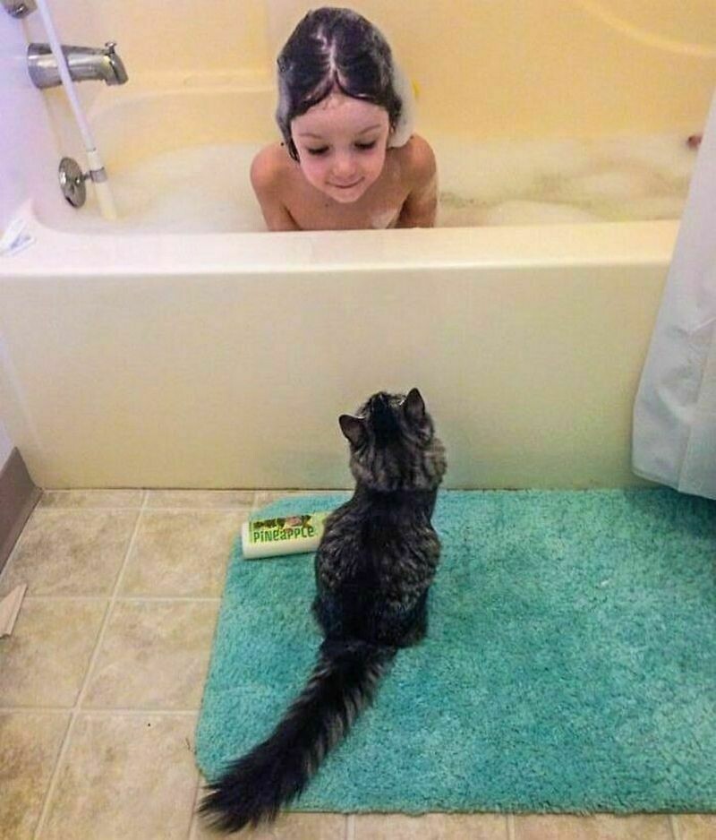 Блог - 15 котов и кошек, которые решили, что няня — их новая работа 15 котов и кошек, которые решили, что няня — их новая работа