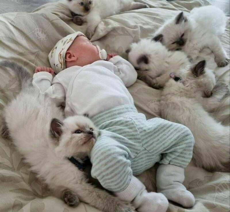 Блог - 15 котов и кошек, которые решили, что няня — их новая работа 15 котов и кошек, которые решили, что няня — их новая работа