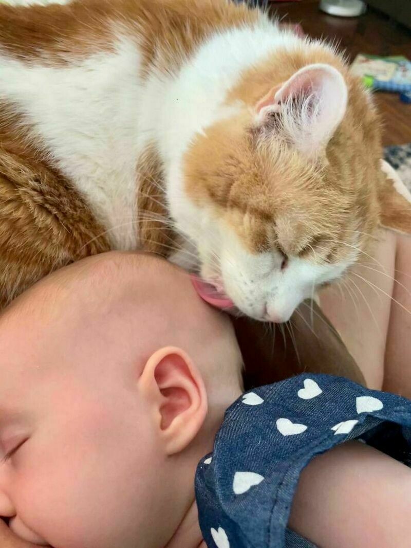 Блог - 15 котов и кошек, которые решили, что няня — их новая работа 15 котов и кошек, которые решили, что няня — их новая работа