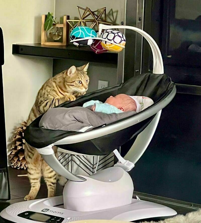 Блог - 15 котов и кошек, которые решили, что няня — их новая работа 15 котов и кошек, которые решили, что няня — их новая работа