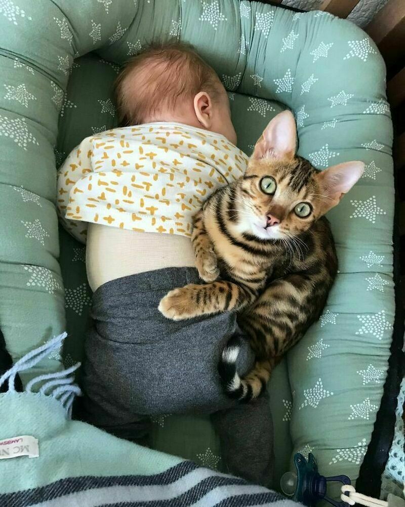 Блог - 15 котов и кошек, которые решили, что няня — их новая работа 15 котов и кошек, которые решили, что няня — их новая работа