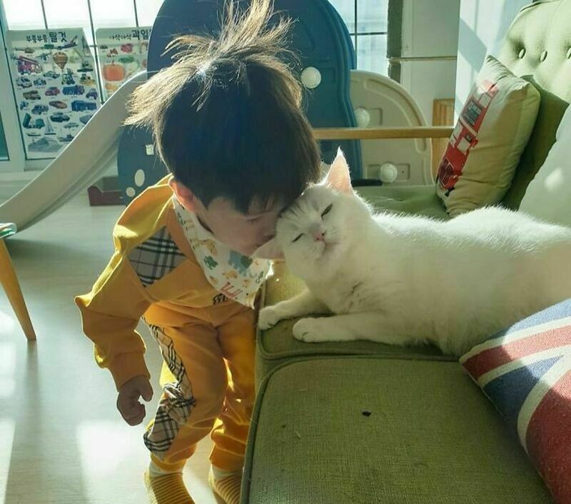 Блог - 15 котов и кошек, которые решили, что няня — их новая работа 15 котов и кошек, которые решили, что няня — их новая работа