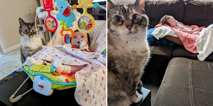 Блог - 15 котов и кошек, которые решили, что няня — их новая работа 15 котов и кошек, которые решили, что няня — их новая работа