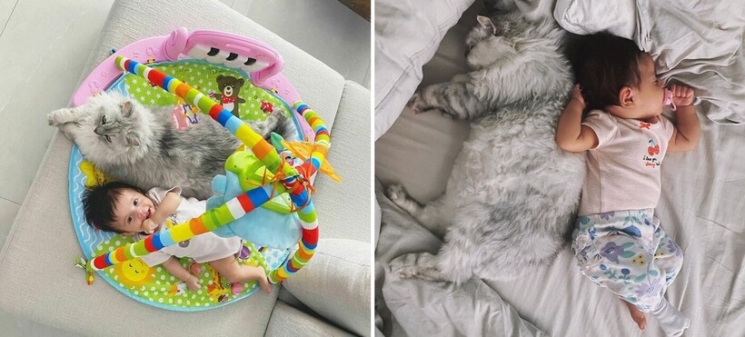 Блог - 15 котов и кошек, которые решили, что няня — их новая работа 15 котов и кошек, которые решили, что няня — их новая работа