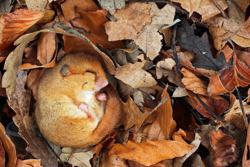 Фото: alamy.com Фото: alamy.com