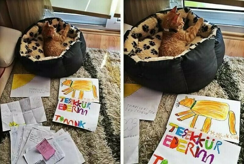 Блог - Кот в Измире пробрался к школьникам и стал жить в их кабинете Кот в Измире пробрался к школьникам и стал жить в их кабинете
