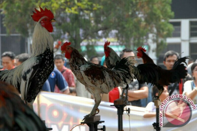 Фото: antaranews.com Фото: antaranews.com