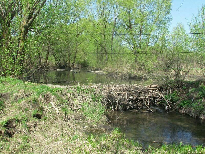 Бобровая плотина в Пензенской области. Фото: wikipedia.org Бобровая плотина в Пензенской области. Фото: wikipedia.org