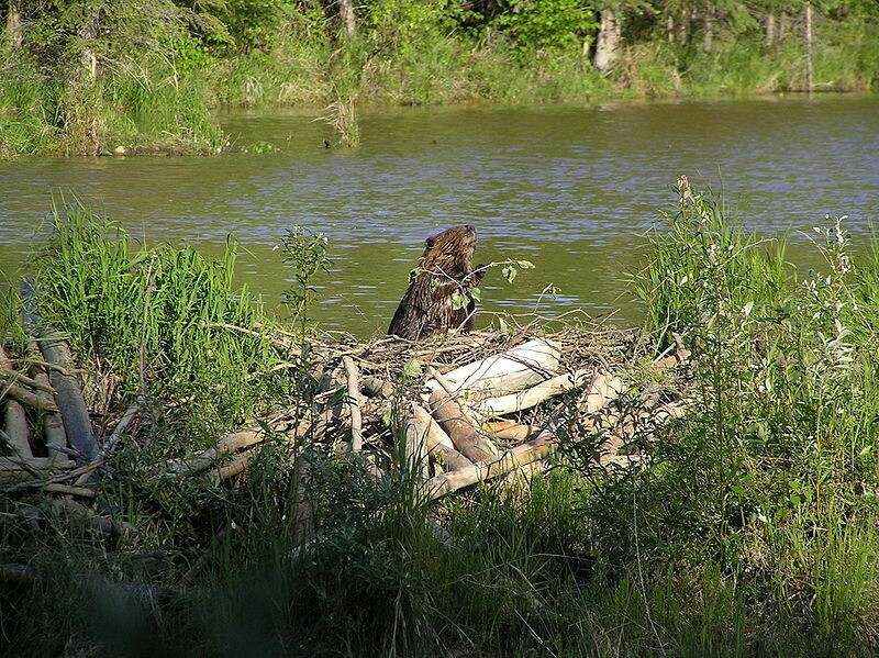 Бобр принимает солнечные ванны. Фото: wikipedia.org Бобр принимает солнечные ванны. Фото: wikipedia.org