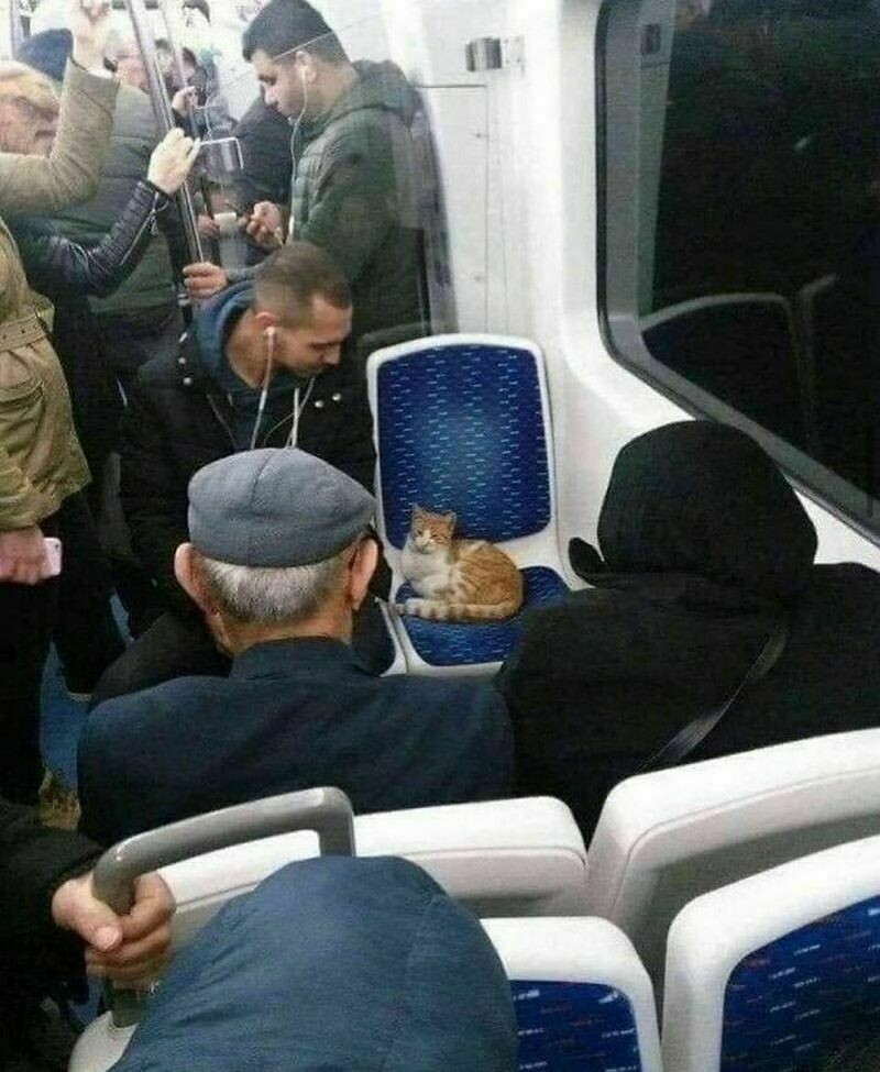Блог - 14 забавных кошек и собак, с которыми не соскучишься 14 забавных кошек и собак, с которыми не соскучишься