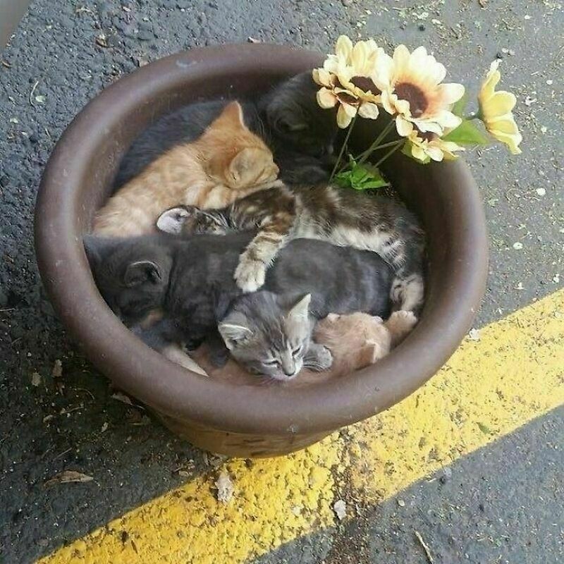 Блог - 14 забавных кошек и собак, с которыми не соскучишься 14 забавных кошек и собак, с которыми не соскучишься
