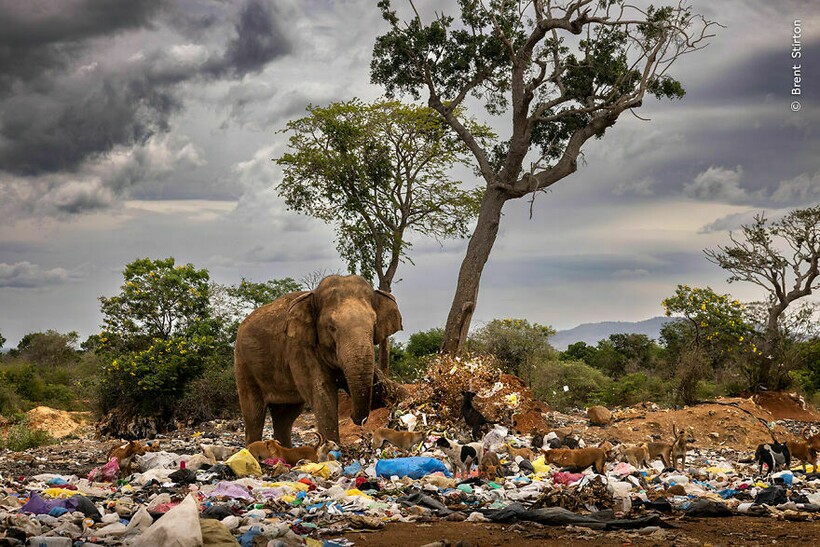 Brent Stirton Brent Stirton
