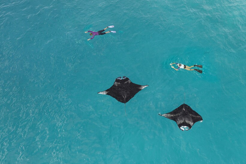 Блог - Полюбуйтесь миграцией скатов в The Westin Maldives Miriandhoo Resort Полюбуйтесь миграцией скатов в The Westin Maldives Miriandhoo Resort