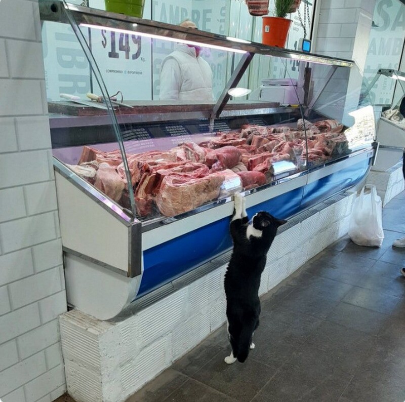Блог - 14 котов, которые поселились в магазинах Нью-Йорка 14 котов, которые поселились в магазинах Нью-Йорка
