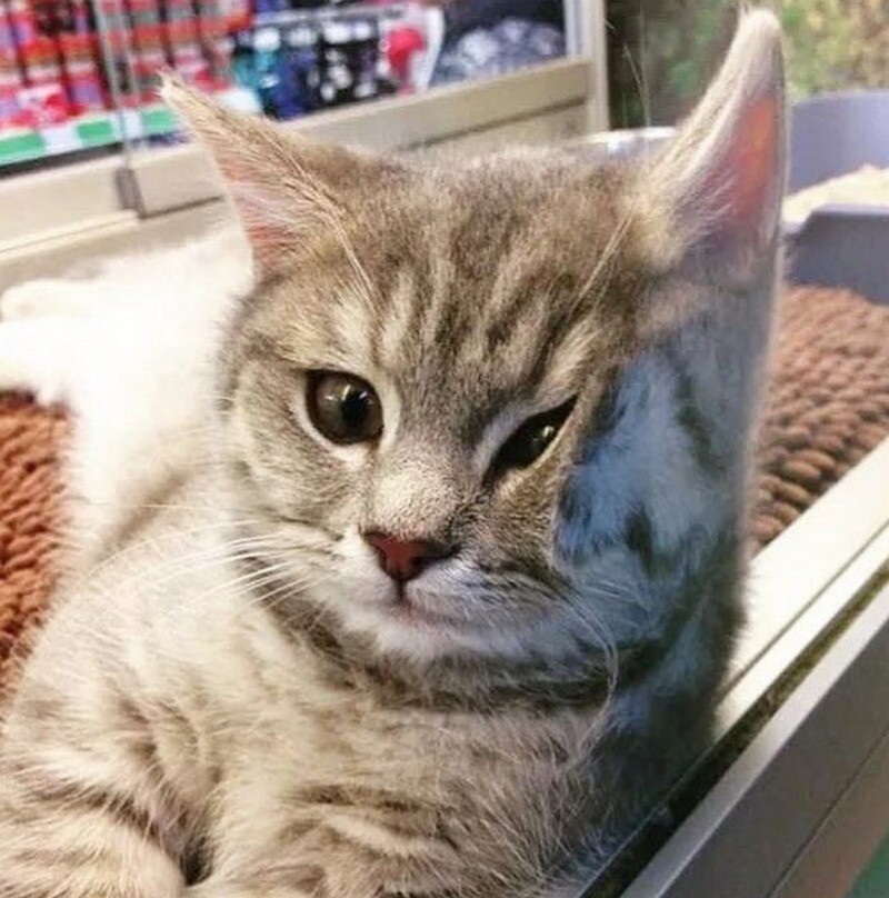 Блог - 14 котов, которые поселились в магазинах Нью-Йорка 14 котов, которые поселились в магазинах Нью-Йорка