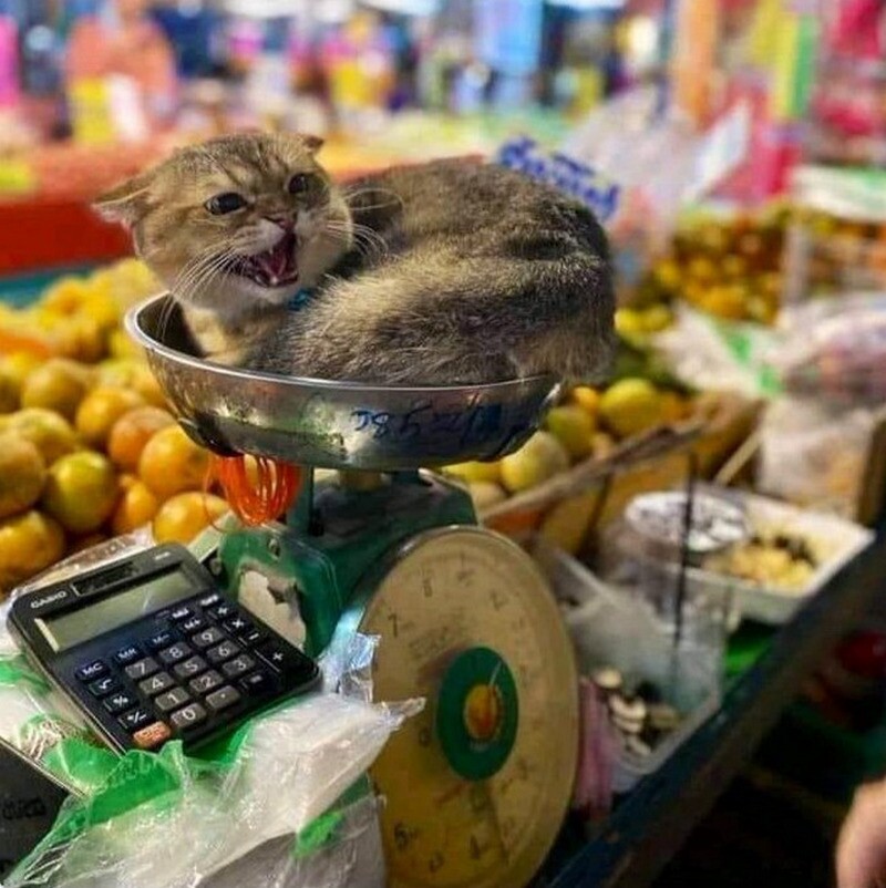 Блог - 14 котов, которые поселились в магазинах Нью-Йорка 14 котов, которые поселились в магазинах Нью-Йорка