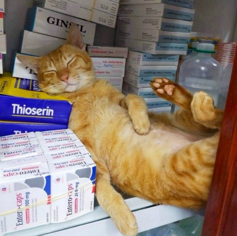 Блог - 14 котов, которые поселились в магазинах Нью-Йорка 14 котов, которые поселились в магазинах Нью-Йорка