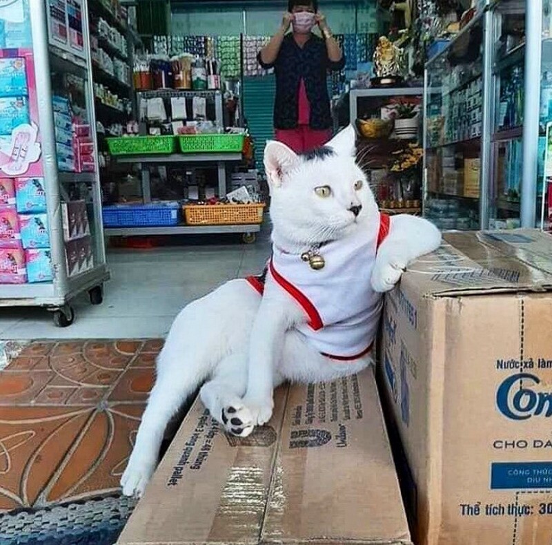 Блог - 14 котов, которые поселились в магазинах Нью-Йорка 14 котов, которые поселились в магазинах Нью-Йорка