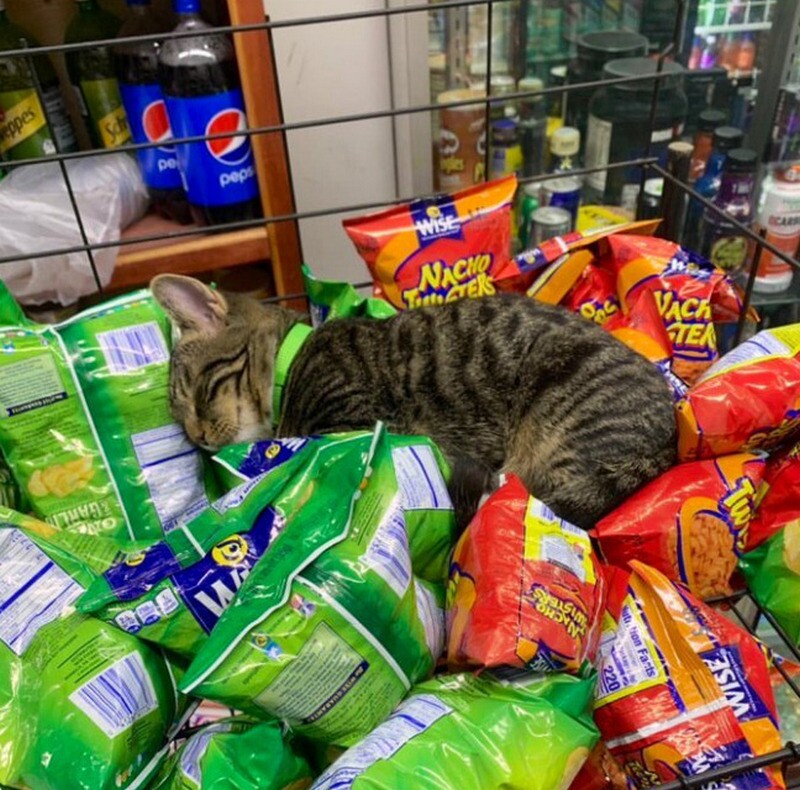 Блог - 14 котов, которые поселились в магазинах Нью-Йорка 14 котов, которые поселились в магазинах Нью-Йорка