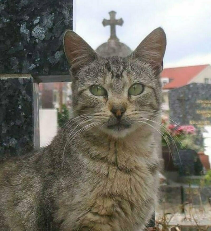 Блог - 14 смешных фото, которые доказывают, что кошки посланы Богом 14 смешных фото, которые доказывают, что кошки посланы Богом
